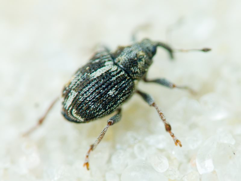 Curculionidae Latreille, 1802